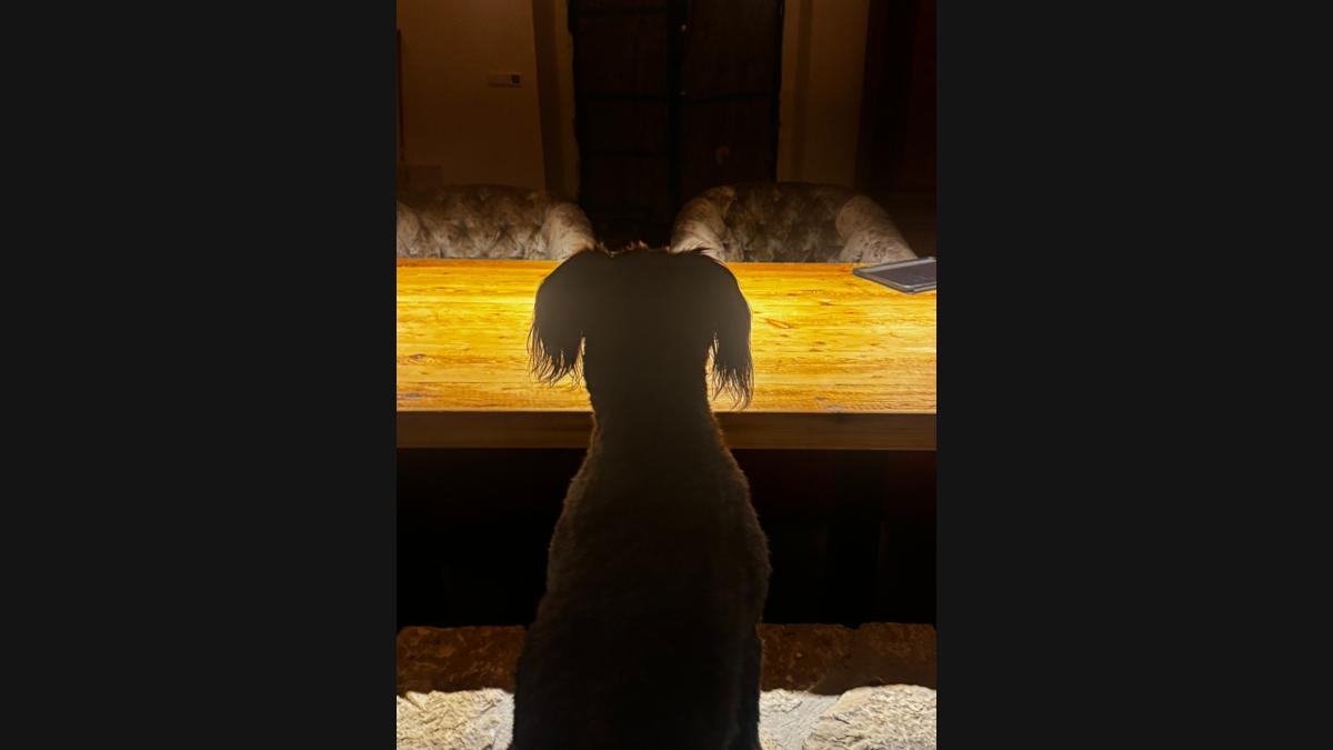 wie sehen funktioniert Hund von hinten vor Tisch optische Täuschung Wahrnehmung